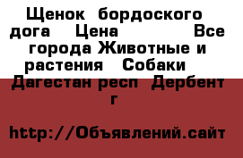 Щенок  бордоского  дога. › Цена ­ 60 000 - Все города Животные и растения » Собаки   . Дагестан респ.,Дербент г.